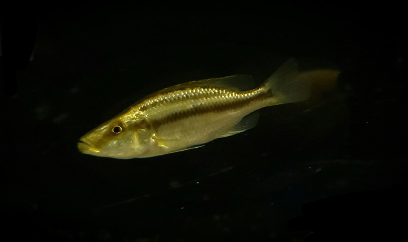Dimidiochromis compressiceps 'Chizumulu Island'